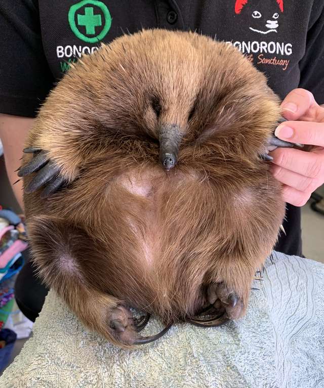 упитанная ехидна