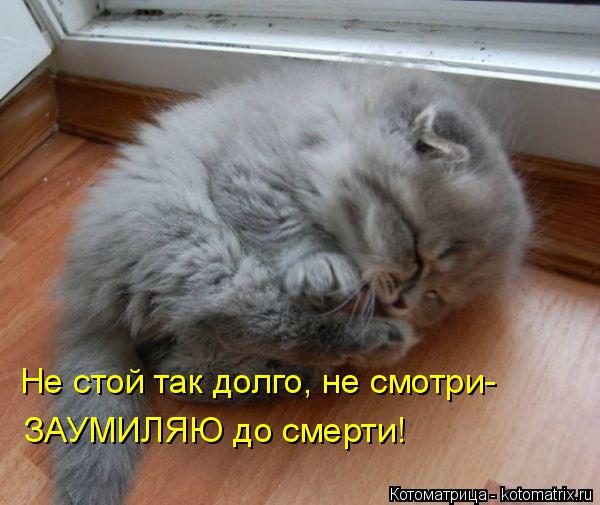 Котоматрица: Не стой так долго, не смотри- ЗАУМИЛЯЮ до смерти!