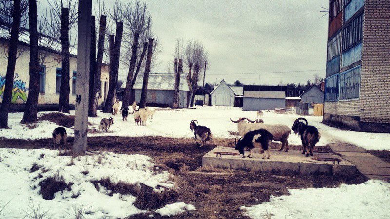 Когда сталкиваются город и деревня: сельская живность на городских улицах город, домашние животные, контраст, село, эстетика