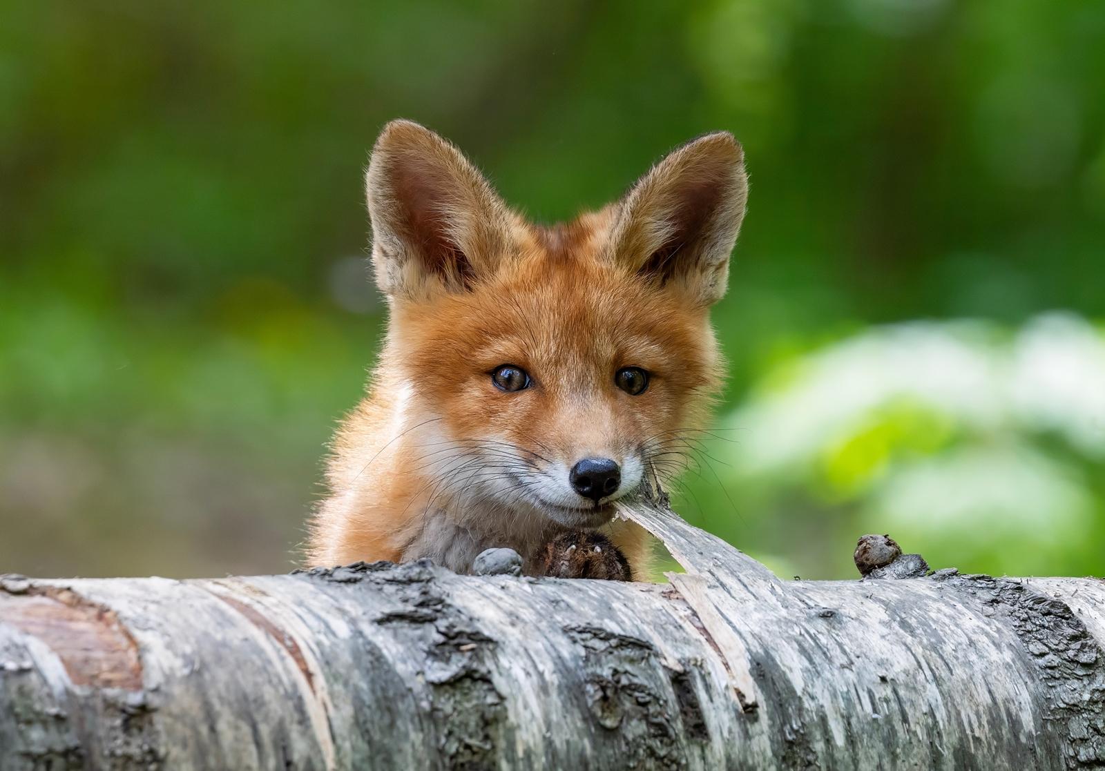 25 самых милых фотографий животных в дикой природе ShutterstockFotodomruфото, ктото, Bachkova, посмотрите, Piotr, марта, только, дикой, NataliaShutterstockFotodomruфото, KrzeslakShutterstockFotodomruфото, важной, удивленно, выглядывает, Только, укрытия, сладко, рядом, неловко, кувыркается, траве