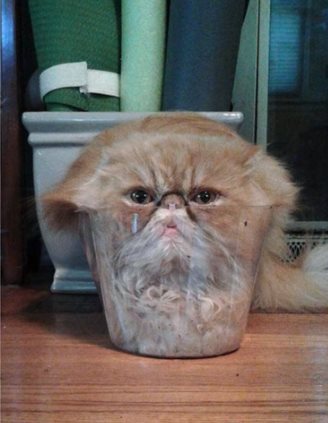 Коты – это, и правда, жидкость! Ваши любимые мохнатые милашки