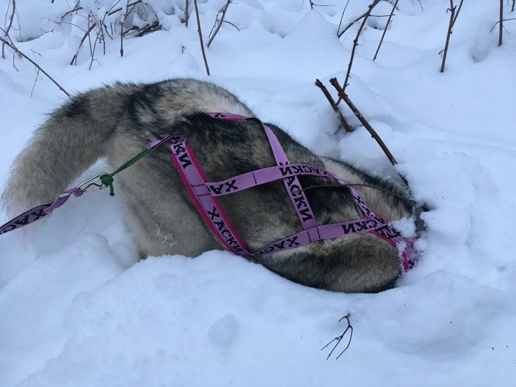 Как один телефонный разговор изменил жизнь невероятно красивой хаски и людей, которые ее нашли