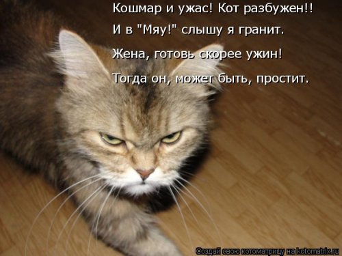 Новая котоматрица на выходные Новая котоматрица на выходные