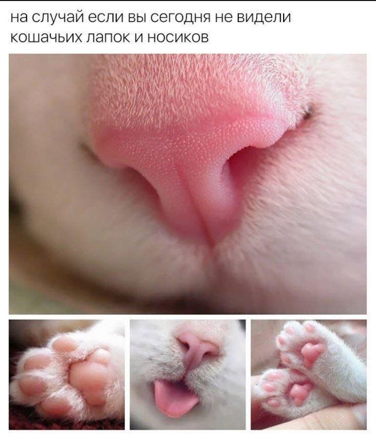Лучшие приколы дня, картинки с надписями, смех до слез Лучшие приколы дня, картинки с надписями, смех до слез