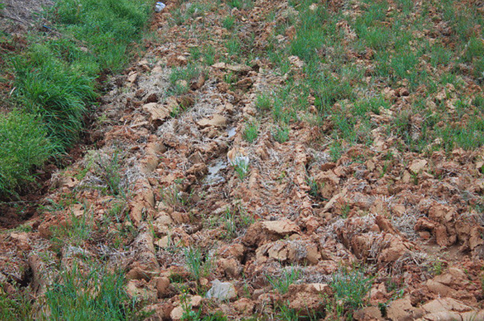 7 глазоразминательных фото «Найди кота» 