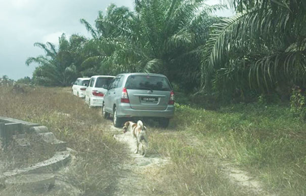 dog-follows-funeral-procession-bobby-malaysia-2