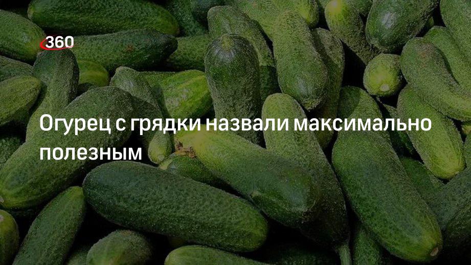 Диетолог Дюваль: самым полезным огурцом будет сорванный с собственной грядки