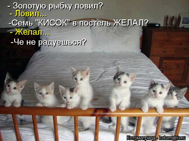 Котоматрица: - Золотую рыбку ловил?  - Ловил...  -Семь "КИСОК" в постель ЖЕЛАЛ?  - Желал...  -Че не радуешься?