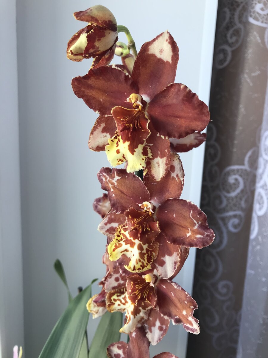 Как добиться фантастического цветения орхидей. Подсказки и проверенные способы комнатные растения,цветоводство