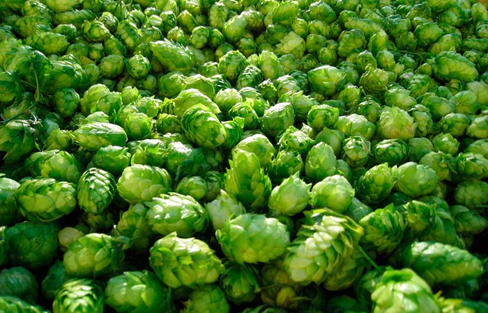 Чай с хмелем