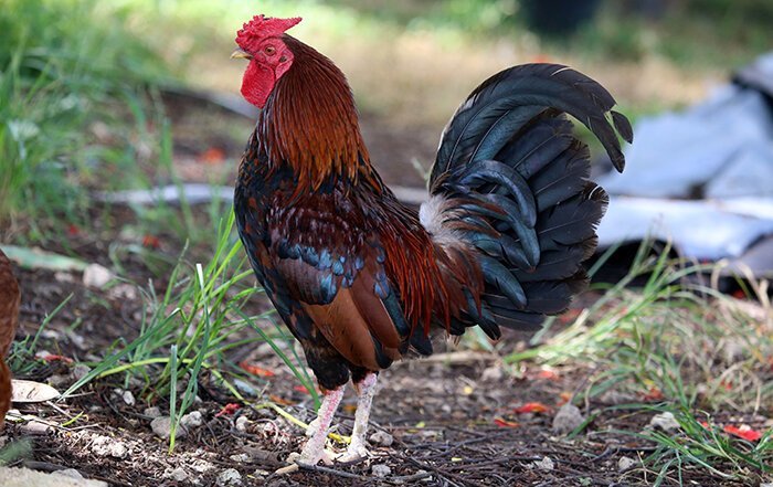 10 фактов о курице, которые вас точно удивят 10 фактов о курице, которые вас точно удивят не всё так грустно