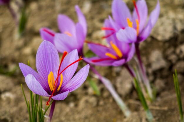 saffron-crocus-flowers-on-ground-delicate-purple-plant-field_771335-9291.jpg