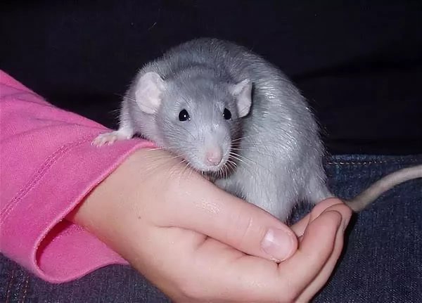 Лизка голубая крыска Лизка голубая крыска не всё так грустно