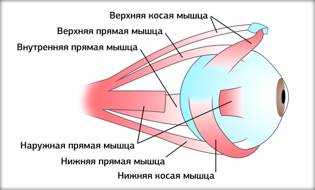 Почему когда мы думаем, у нас бегают глаза? глаза, вспомнить, движения, помогают, быстрее, когда, движений, экрана, несколько, группы, нужную, информацию, которые, движениями, возникает, взгляд, какие, объекте, двигаются, действия