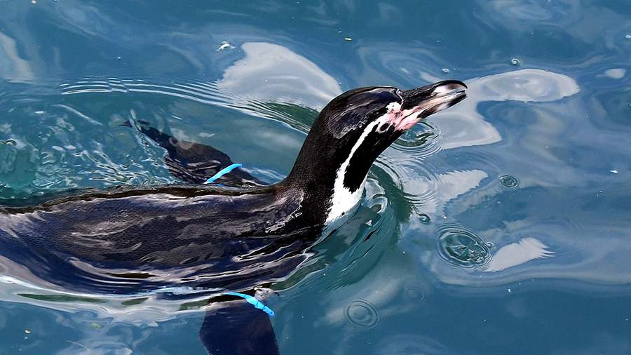 В Черном море заметили сбежавшего из частного зоопарка в Сочи пингвина