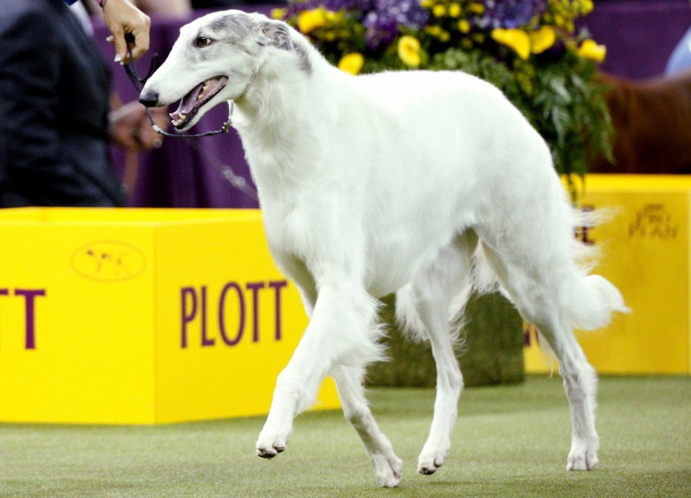 Конкурс собачьей красоты: Westminster Kennel Club 2018