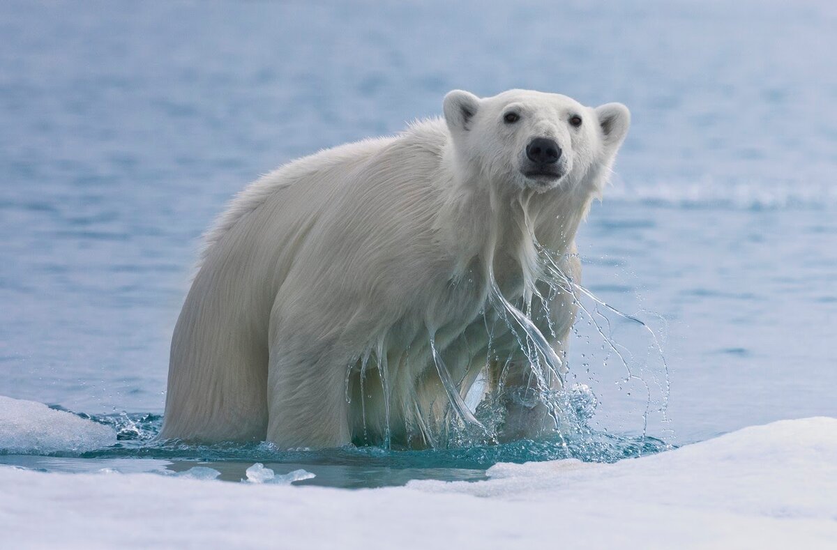  Латинское название белого медведя – Ursus maritimus, «морской медведь»: всю жизнь он плавает между льдами в поисках добычи и мест отдыха. Из-за изменений климата лед тает, и медведям приходится преодолевать все большие расстояния, рискуя жизнью © Майк Рейфман