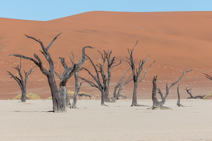 Пустыня Намиб на западе Африки содержит достопримечательность «Мертвый лес» - следы древнего оазиса, некогда расположенного на этом месте. Возраст черных деревьев составляет до 900 лет