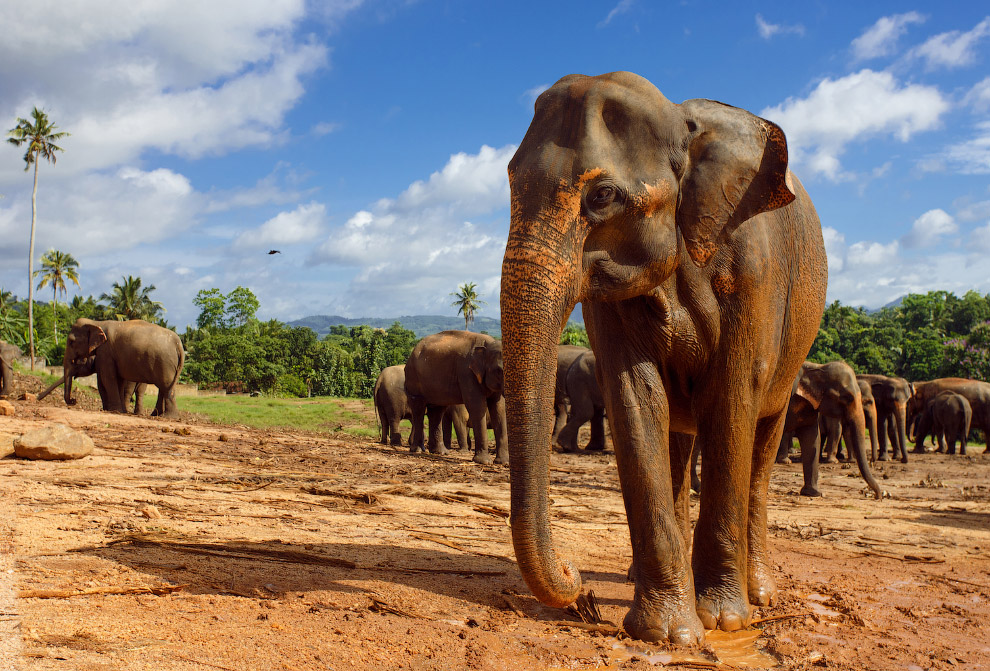 Интересные факты о слонах животные,интересное,интересные факты,познавательно,слоны