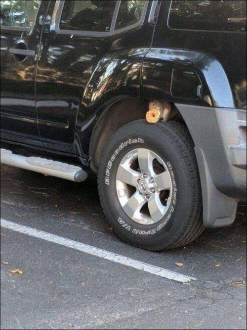 Фотоприколы с животными, которые поднимут настроение Фотоприколы с животными, которые поднимут настроение mir-interes.info