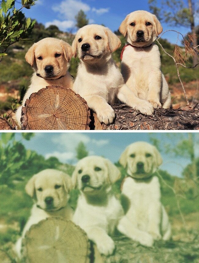 Как выглядит мир глазами животных Как выглядит мир глазами животных животные,интересное,познавательно