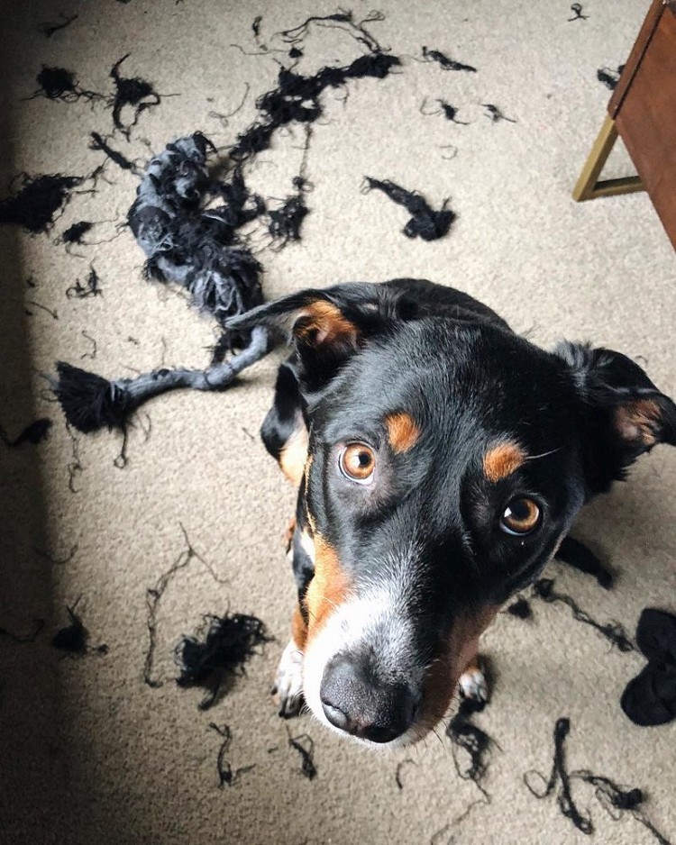 25 прелестных собак, которые очень сильно извиняются 25 прелестных собак, которые очень сильно извиняются