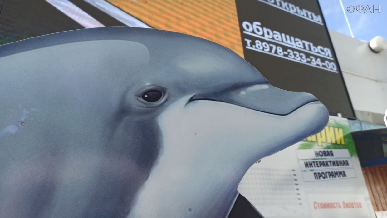 Горожане переживают о судьбе дельфинов в Севастополе, которые могут остаться без дома