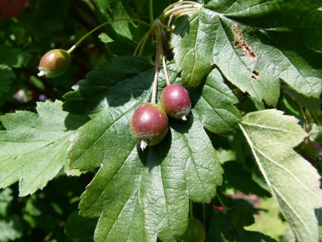 Естественный симпатичный гибрид Malosorbus florentina образовался и растёт в Греции и на Балканах. © wikimedia  
