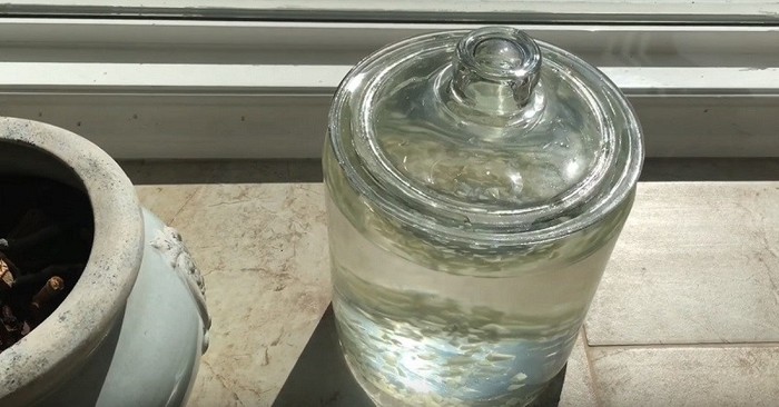 Чеснок — спасение для орхидей! Чеснок — спасение для орхидей! комнатные растения