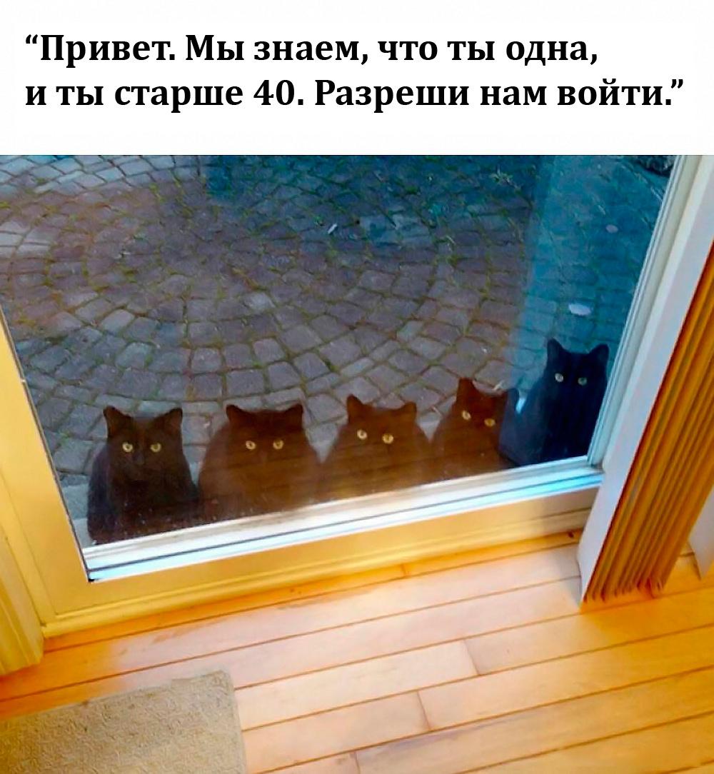 Смешные коты и кошки: лучшие мемы для поднятия настроения