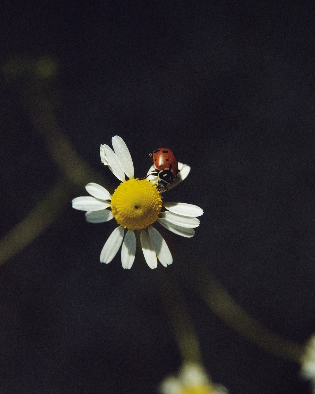 Фото из инстаграм-аккаунта Chloé