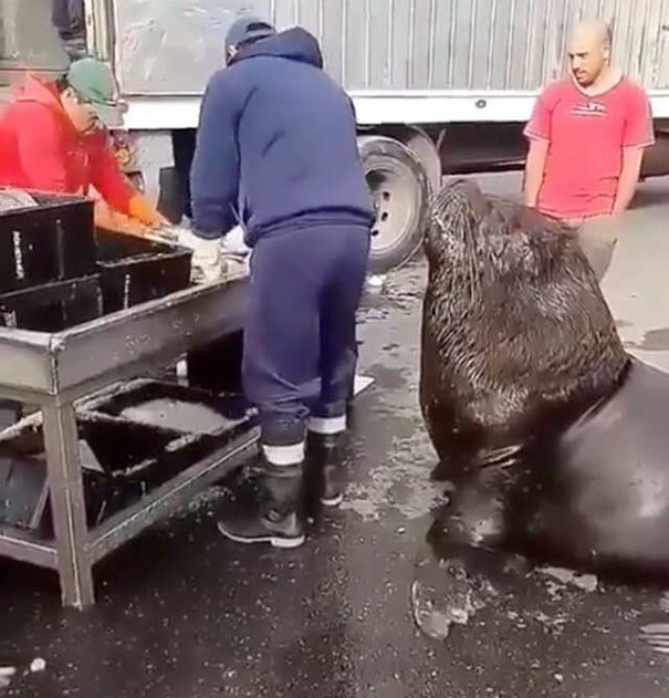 Морской лев пришел на рыбный рынок и попросил угощения животные,природа