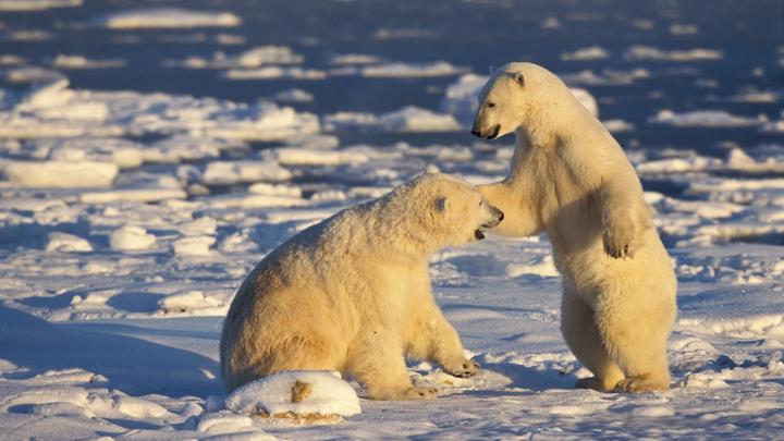 "Арктика принадлежит Америке": В Вашингтоне обвинили Москву и Пекин в узурпации Севморпути