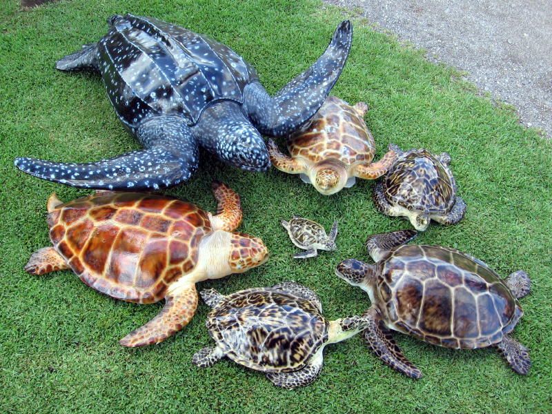 Черепахи пара. Пресмыкающиеся черепахи. Морская черепаха и Черепашата. Панцирь морской черепахи. Черепаха Берти.