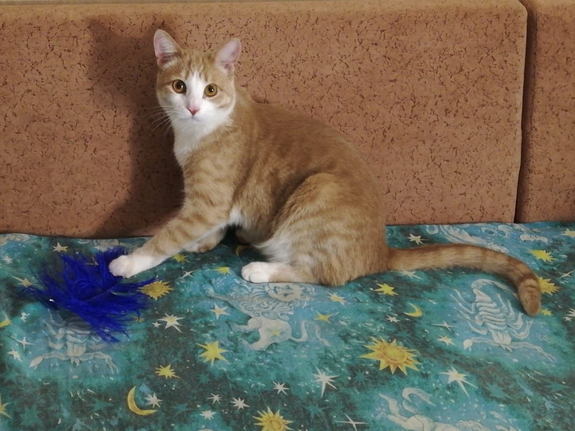 рыжий кот