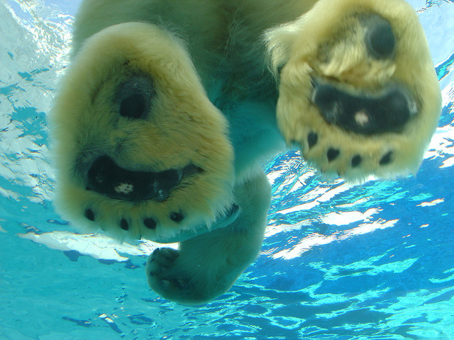 В бассейне с белыми медведями В бассейне с белыми медведями авиатур