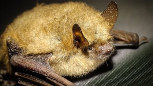 Странные способы спать у животных животные,интересные факты,сон