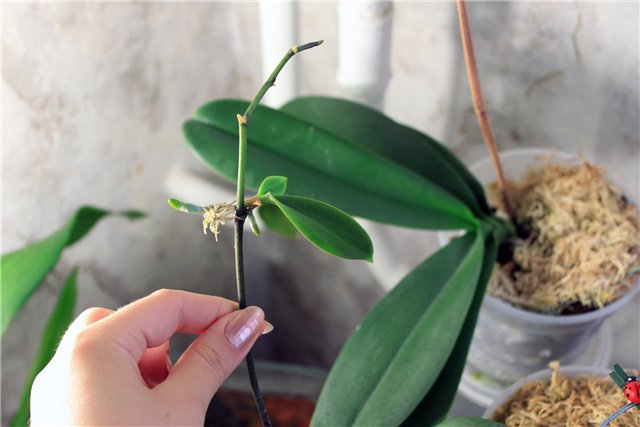 Картинки по запросу Как размножить орхидею в домашних условиях?