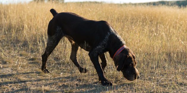 33 гипоаллергенные собаки для тех, кто не может жить без питомца собак, поэтому, собака, может, людям, нужно, подойдёт, животных, Продолжительность жизни —, можно, относится, семьям, собаки, любит, прогулки, породы, хозяину, обратить, собаку, могут