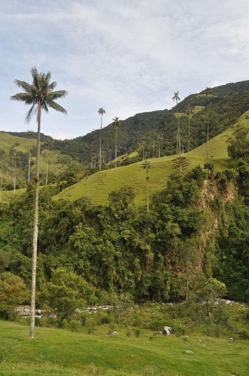 Самая высокая пальма в мире Самая высокая пальма в мире