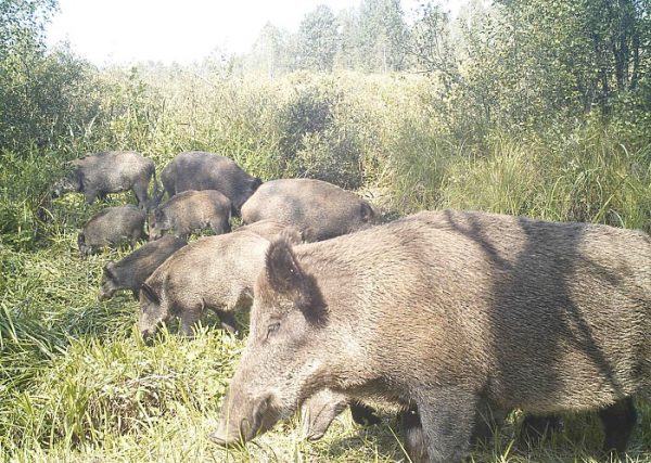 Мужчина установил фотоловушки возле Чернобыля. Камера зафиксировала невероятное!