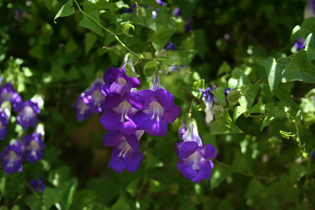 Красота по вертикали: лианы-летники Красота по вертикали: лианы-летники вертикальное озеленение,лианы,однолетники,сад,цветы