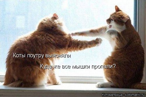 Новая котоматрица на выходные Новая котоматрица на выходные
