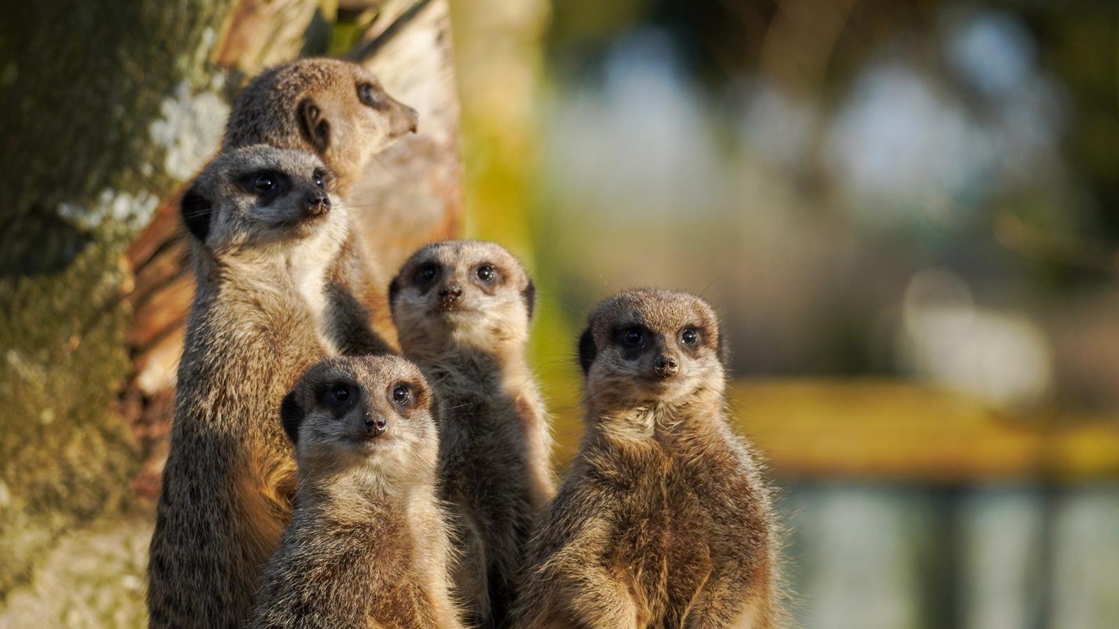 25 самых милых фотографий животных в дикой природе ShutterstockFotodomruфото, ктото, Bachkova, посмотрите, Piotr, марта, только, дикой, NataliaShutterstockFotodomruфото, KrzeslakShutterstockFotodomruфото, важной, удивленно, выглядывает, Только, укрытия, сладко, рядом, неловко, кувыркается, траве