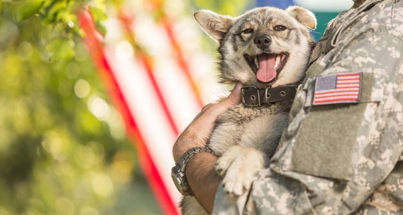 Собачья жизнь в американской армии армия