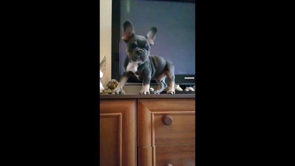 Гиперактивный щенок не всё так грустно