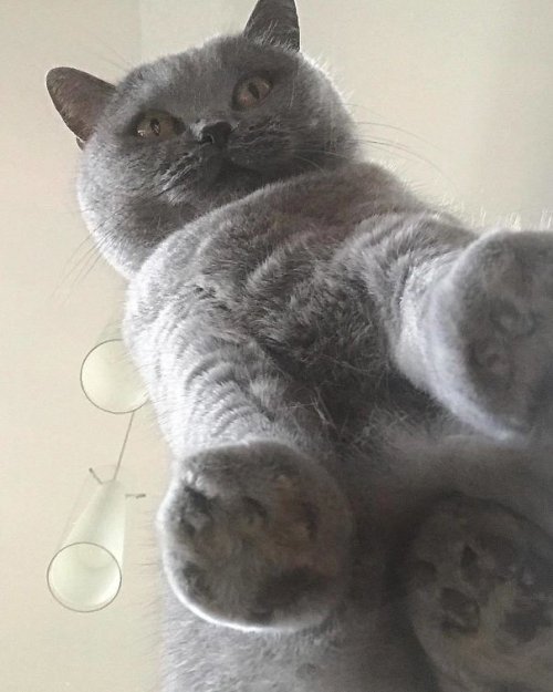 Каждый владелец кошки просто обязан иметь дома стеклянный стол, чтобы увидеть такую прелесть! Каждый владелец кошки просто обязан иметь дома стеклянный стол, чтобы увидеть такую прелесть!