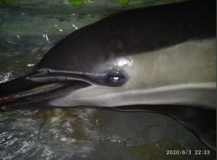На Кубани снова погиб дельфин (ВИДЕО)