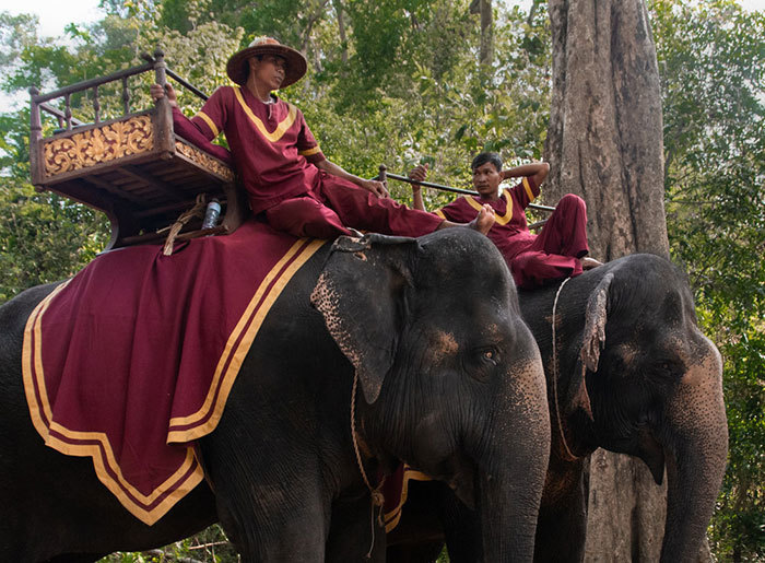 На территории комплекса Ангкор-Ват наконец-то запретят кататься на слонах после, АнгкорВат, будет, слонах, туристов, слонов, чтобы, охране, комитета, местного, сотрудников, развлечением, ужасающим, покончить, подписи, петицией, путешественники, поставили, человек, тысяч
