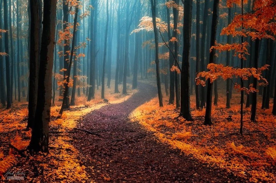 16615315-dreamlike-autumn-forests-janek-sedlar-12__880-1471586638-1000-36e319fe64-1471929235